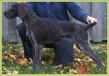 Treborwolf kennels sale